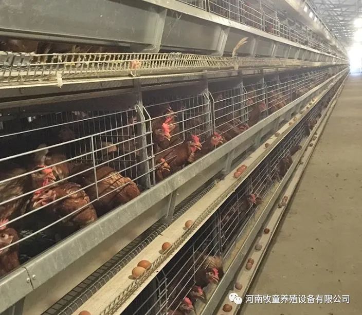 乐玩社区官网:崔有全：捉住“鸡”遇 走上致富路